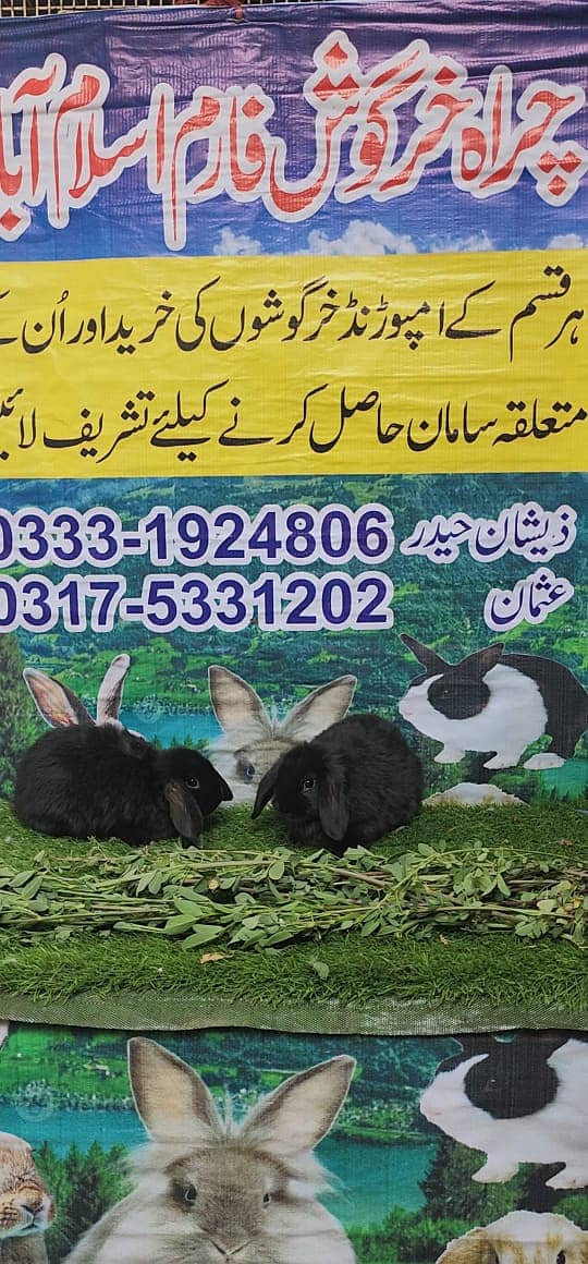 Rabbit/ rabbit for sale / angoora rabbit / khargosh 9