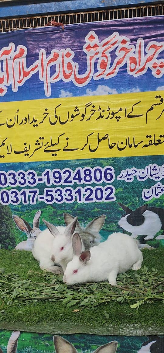 Rabbit/ rabbit for sale / angoora rabbit / khargosh 3