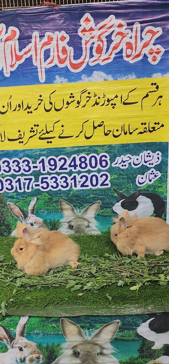 Rabbit/ rabbit for sale / angoora rabbit / khargosh 8