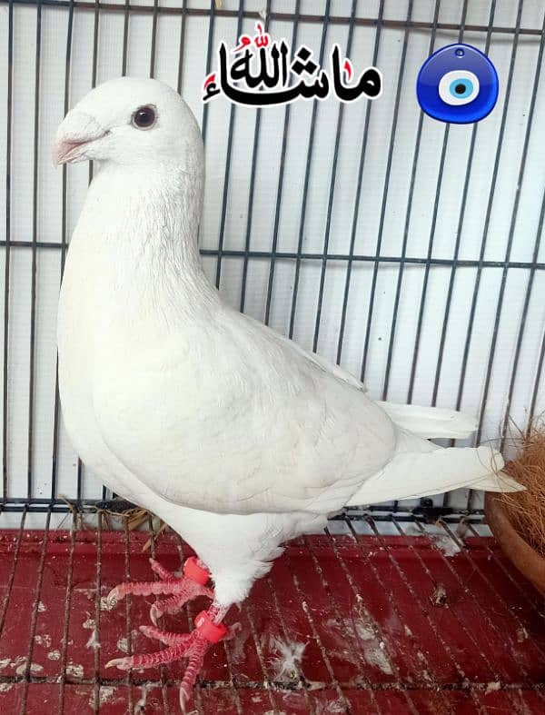 Garman Beauty Pure White Breder Male For Sale 0