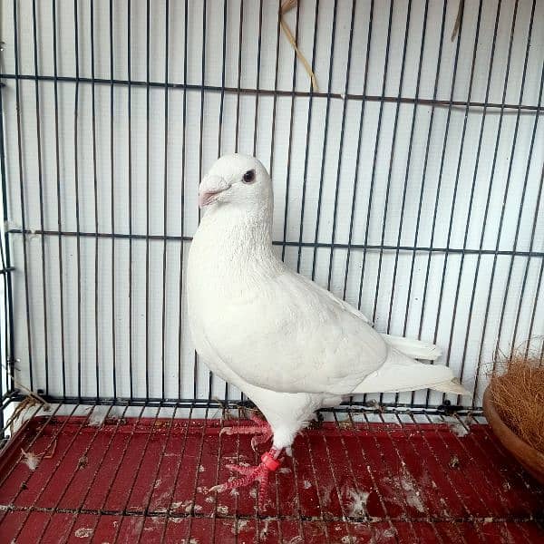 Garman Beauty Pure White Breder Male For Sale 1