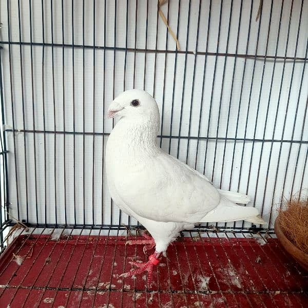 Garman Beauty Pure White Breder Male For Sale 2