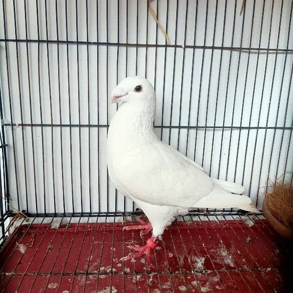 Garman Beauty Pure White Breder Male For Sale 3