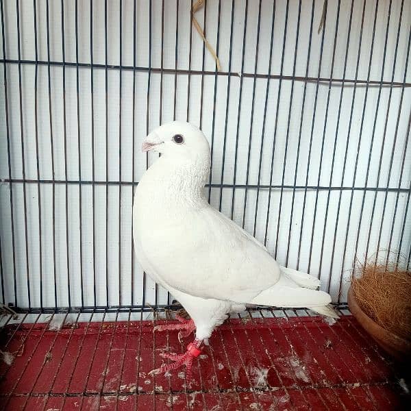 Garman Beauty Pure White Breder Male For Sale 4