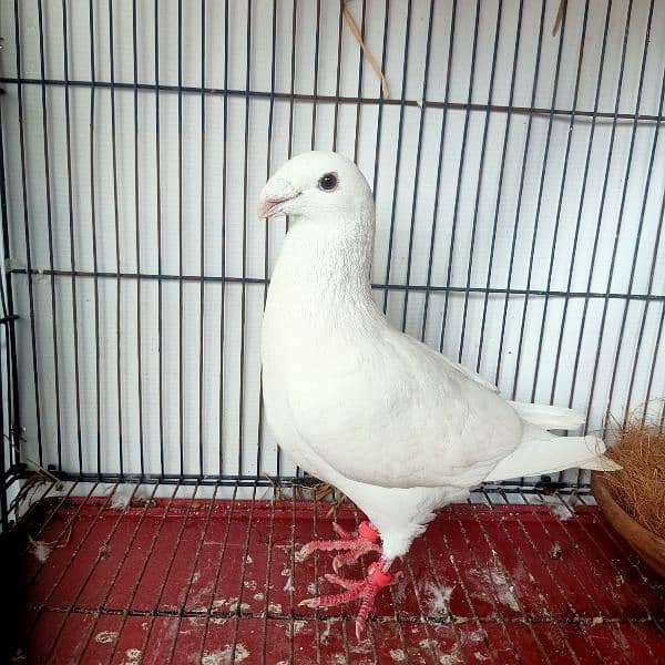 Garman Beauty Pure White Breder Male For Sale 5