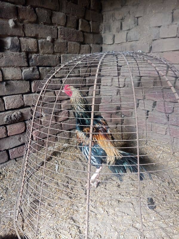 Aseel Heera Chicks | Mushkay Chicks | Aseel hen | Chicks For sale 10