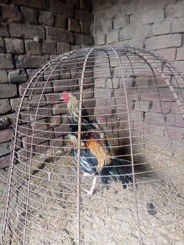 Aseel Heera Chicks | Mushkay Chicks | Aseel hen | Chicks For sale 11