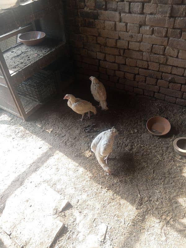 Aseel Heera Chicks | Mushkay Chicks | Aseel hen | Chicks For sale 13