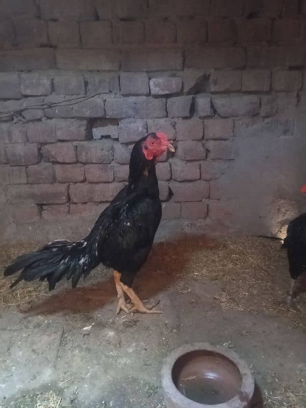 Aseel Heera Chicks | Mushkay Chicks | Aseel hen | Chicks For sale 14