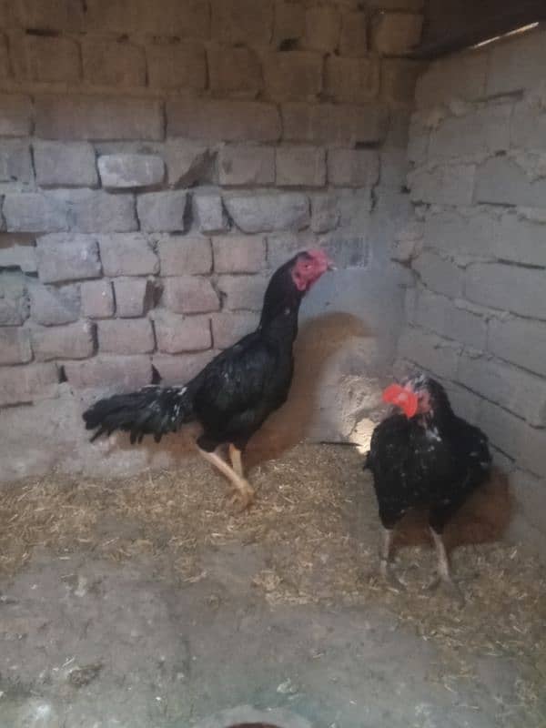 Aseel Heera Chicks | Mushkay Chicks | Aseel hen | Chicks For sale 15