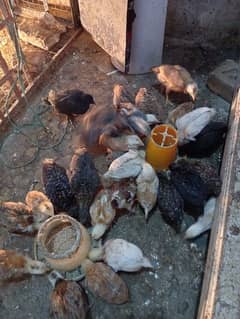 Golden misri/ lohman brown chicks /hens for sale