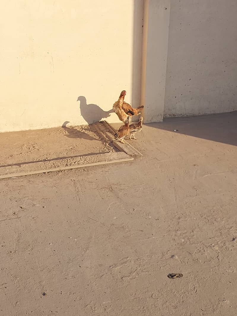 Aseel Hen with 2 chicks (3 months) 1