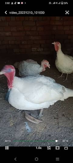 Turkey for sale