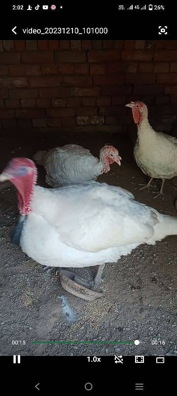 Turkey for sale 0