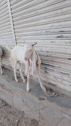 Goat path 6 danth available for sale & 2 kids male &female