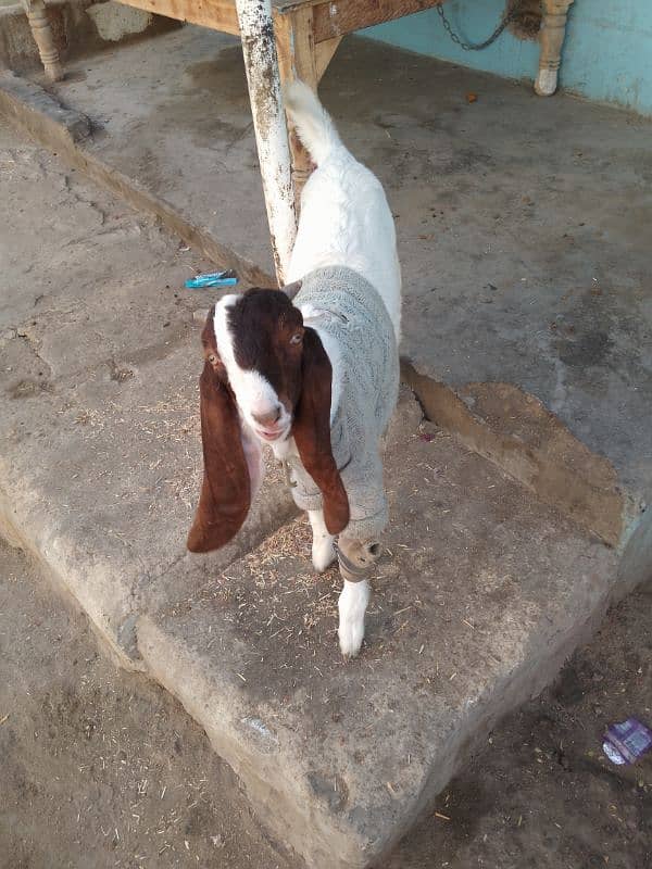 Goat path 6 danth available for sale & 2 kids male &female 2