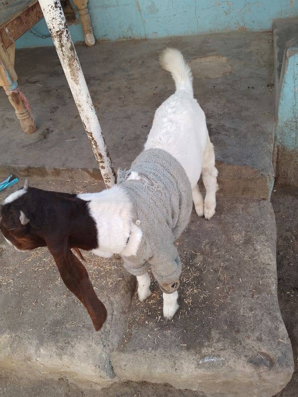 Goat path 6 danth available for sale & 2 kids male &female 3