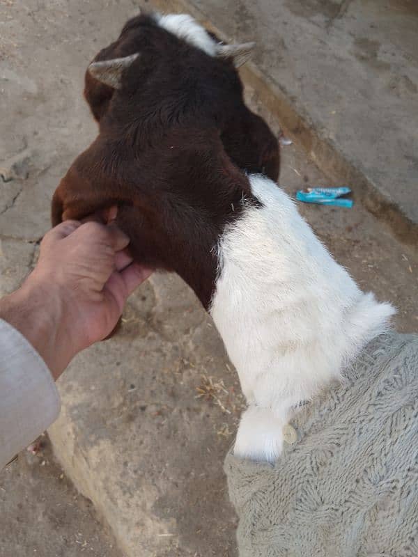 Goat path 6 danth available for sale & 2 kids male &female 7