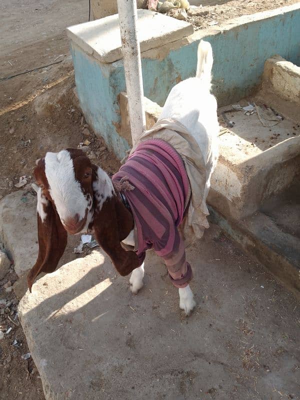 Goat path 6 danth available for sale & 2 kids male &female 8