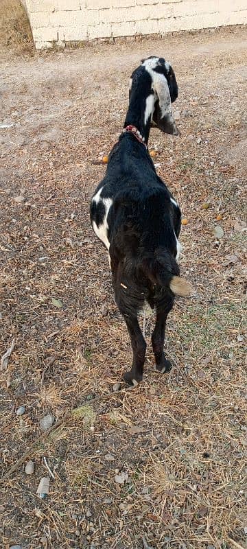 pure betal pregnant goat for sale 2