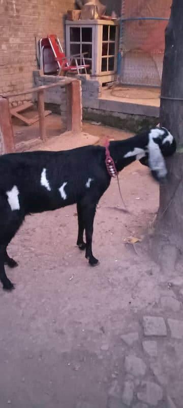 pure betal pregnant goat for sale 3