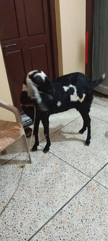 pure betal pregnant goat for sale 4