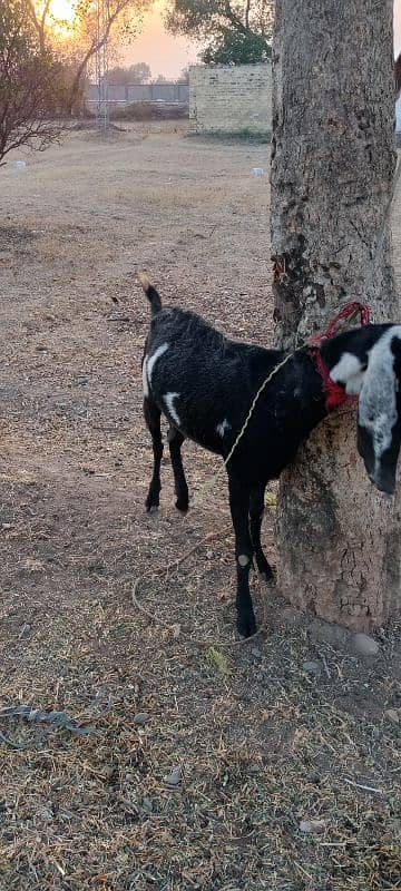 pure betal pregnant goat for sale 5