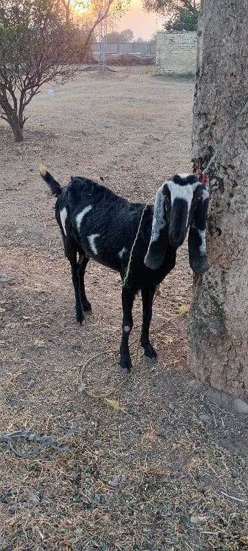 pure betal pregnant goat for sale 6