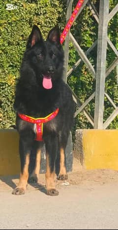 German shepherd long coat male available for sale