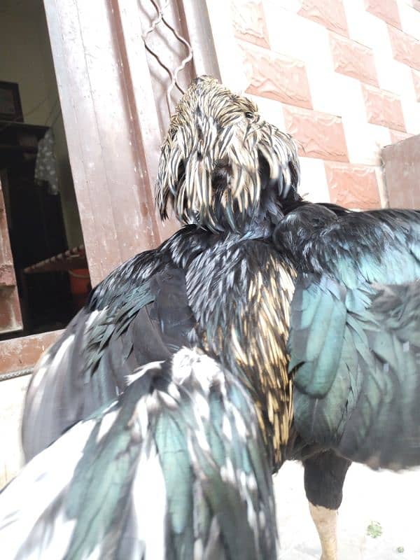 Aseel Mianwali Black Jawa For Sale. 3