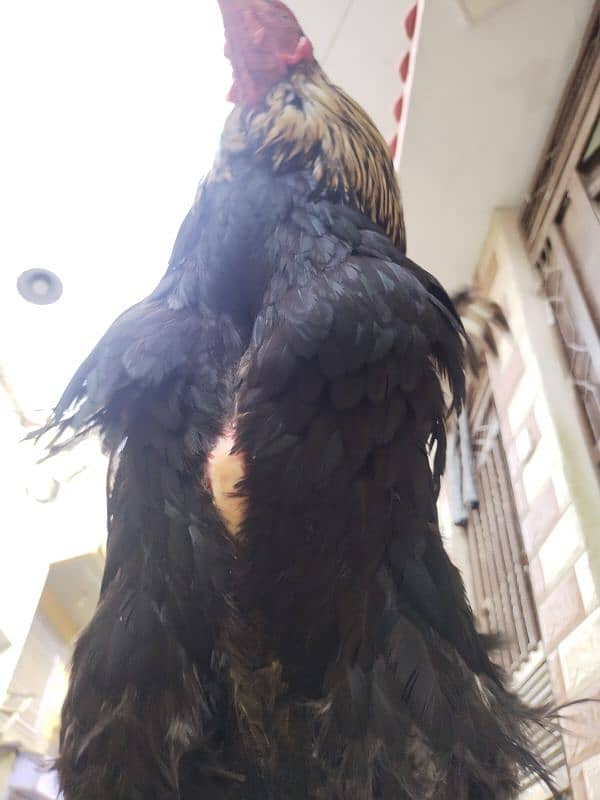 Aseel Mianwali Black Jawa For Sale. 4