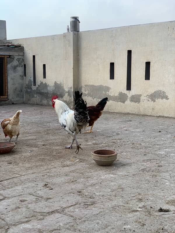 egg laying Golden misri hens 0