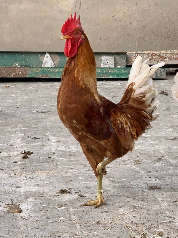 egg laying Golden misri hens 2