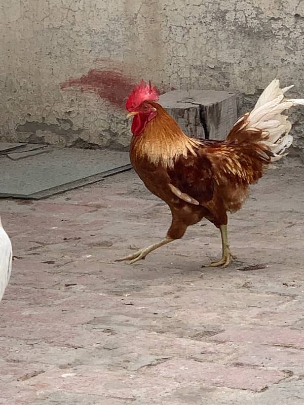 egg laying Golden misri hens 3