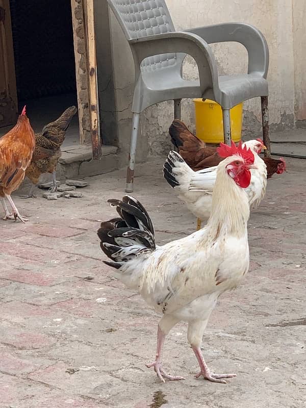 egg laying Golden misri hens 4