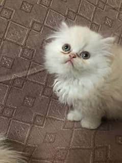 Persian Kitten for sale