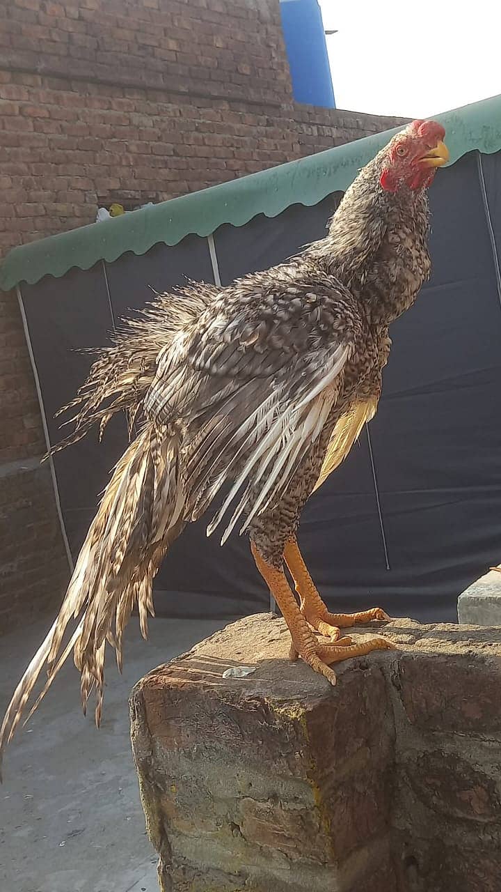 indian parrat beak / parrot bread  / Aseel Thai / Thai Female 2