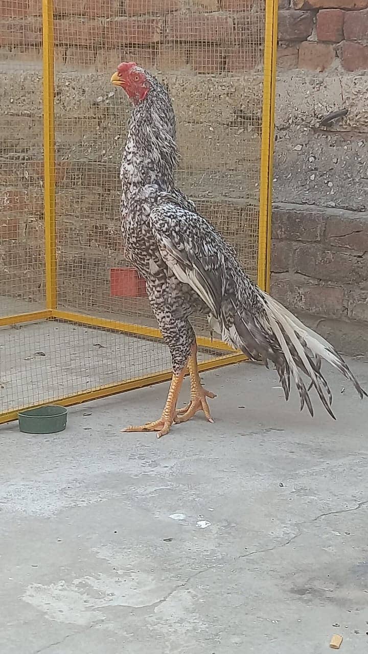 indian parrat beak / parrot bread  / Aseel Thai / Thai Female 3