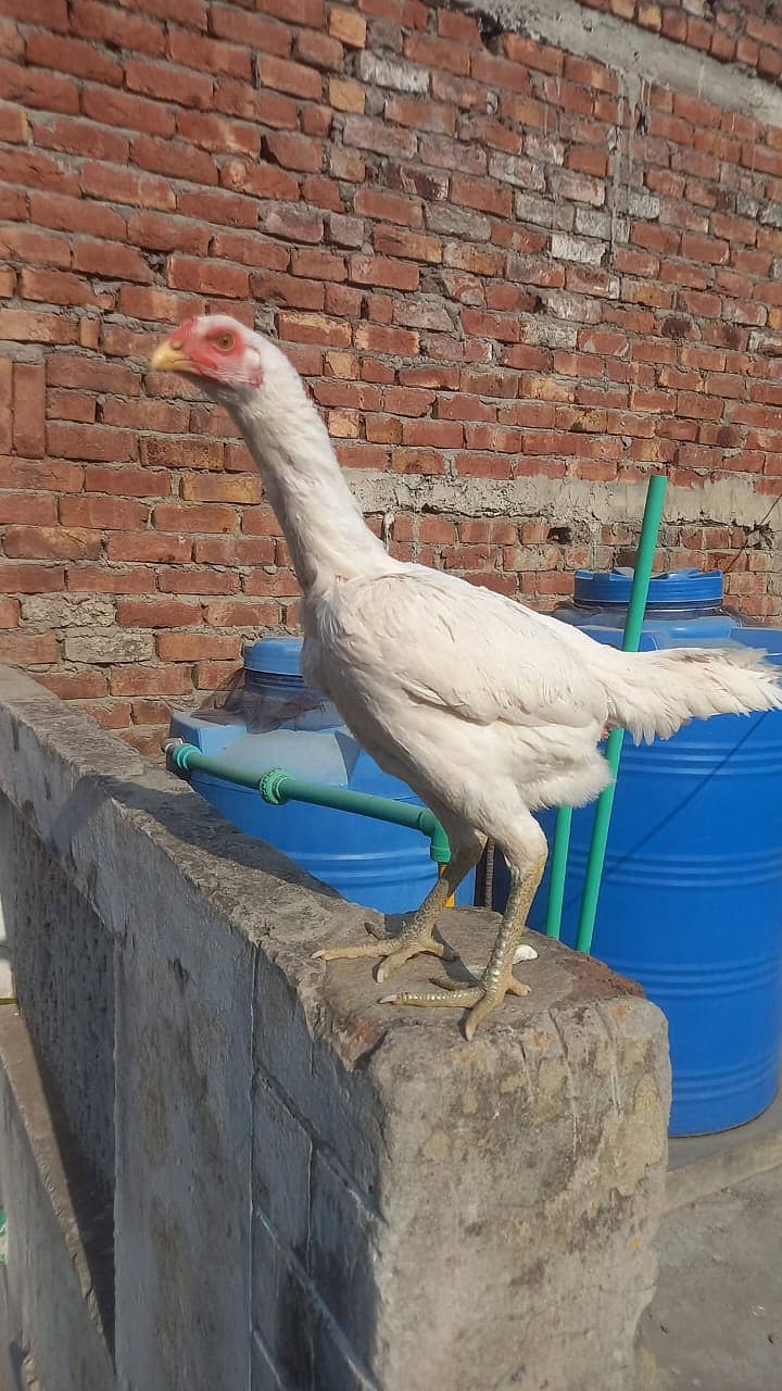 indian parrat beak / parrot bread  / Aseel Thai / Thai Female 4