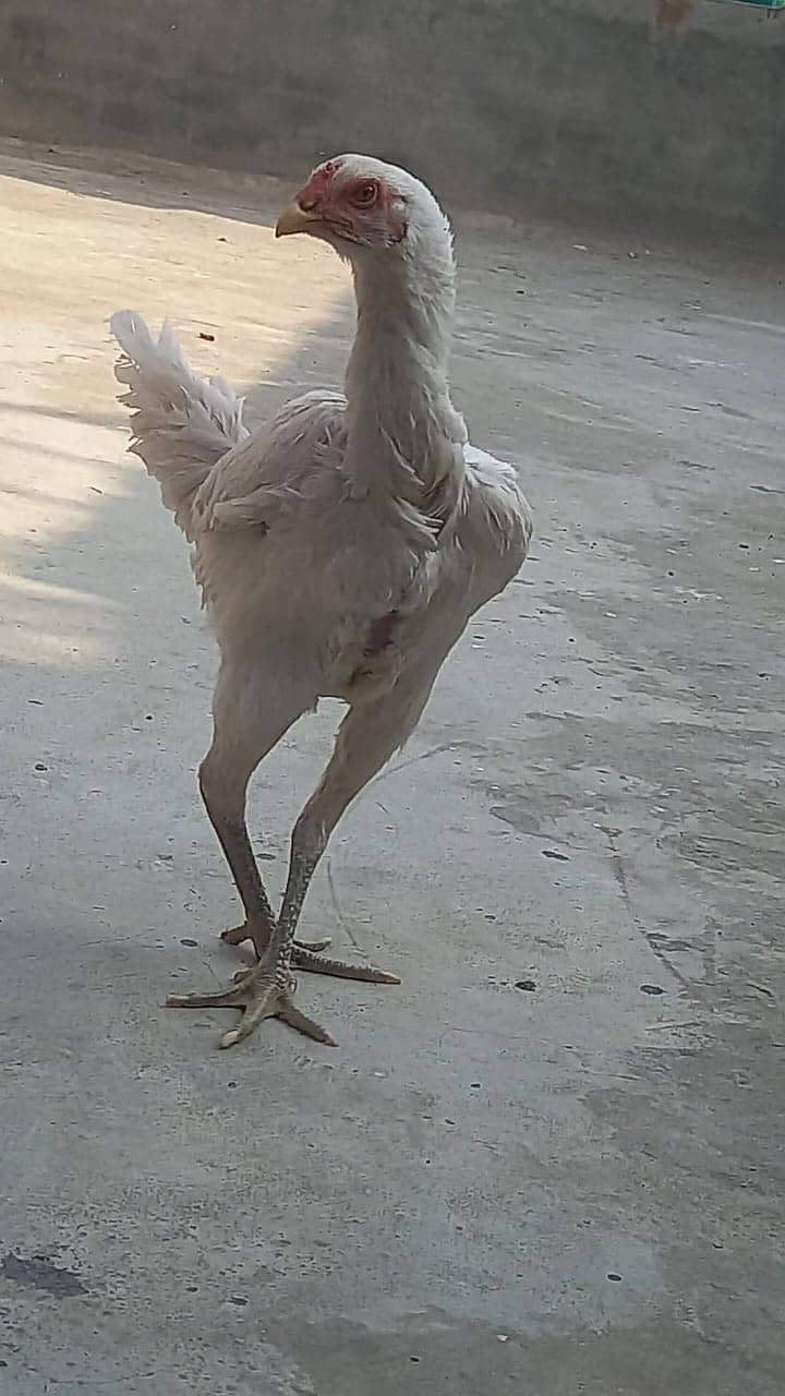 indian parrat beak / parrot bread  / Aseel Thai / Thai Female 5