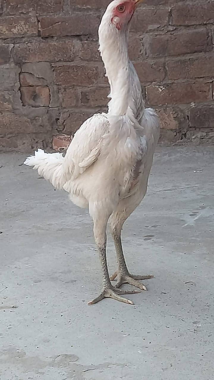 indian parrat beak / parrot bread  / Aseel Thai / Thai Female 6