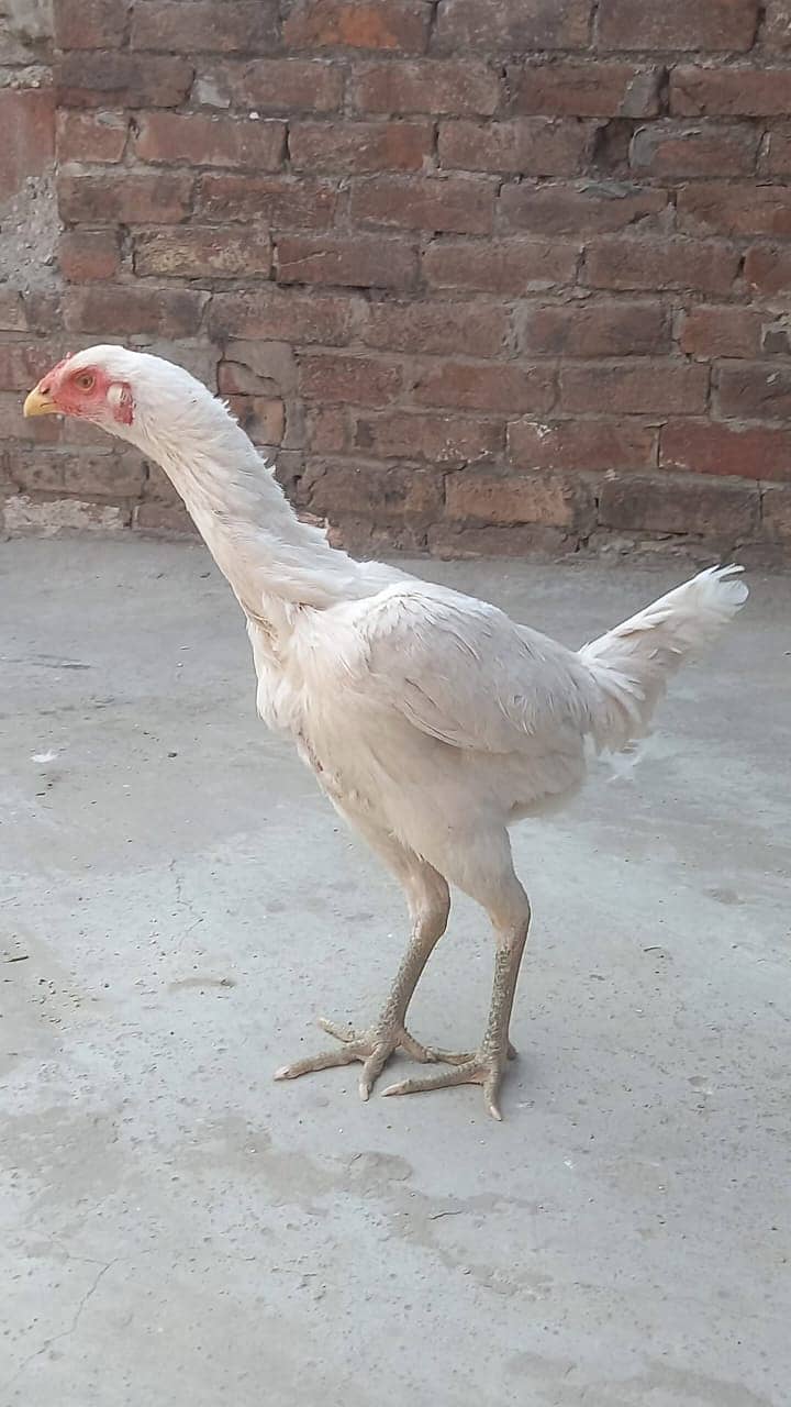 indian parrat beak / parrot bread  / Aseel Thai / Thai Female 7