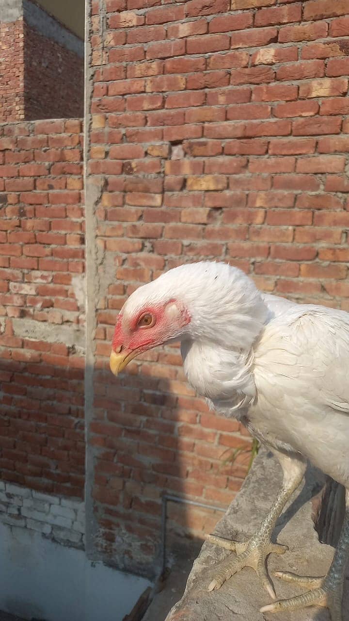 indian parrat beak / parrot bread  / Aseel Thai / Thai Female 9