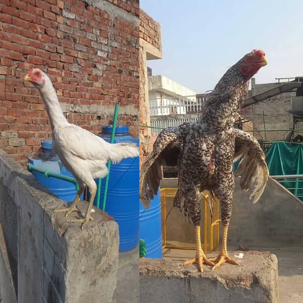 indian parrat beak / parrot bread  / Aseel Thai / Thai Female 0