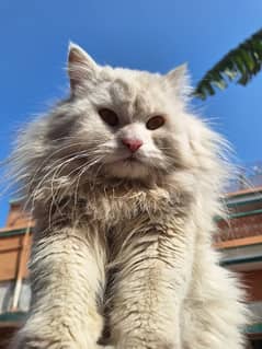 Persian more than Tripple Coat Male Cat For Sale