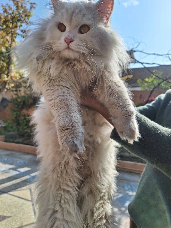 Persian more than Tripple Coat Male Cat For Sale 4