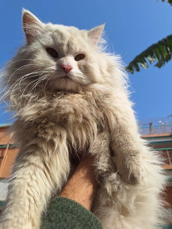 Persian more than Tripple Coat Male Cat For Sale 5