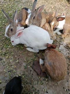 Rabbits for sale