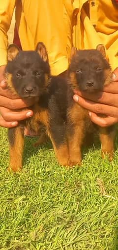 German shepherd puppies for sale / puppy / GSD pup / german shepherd