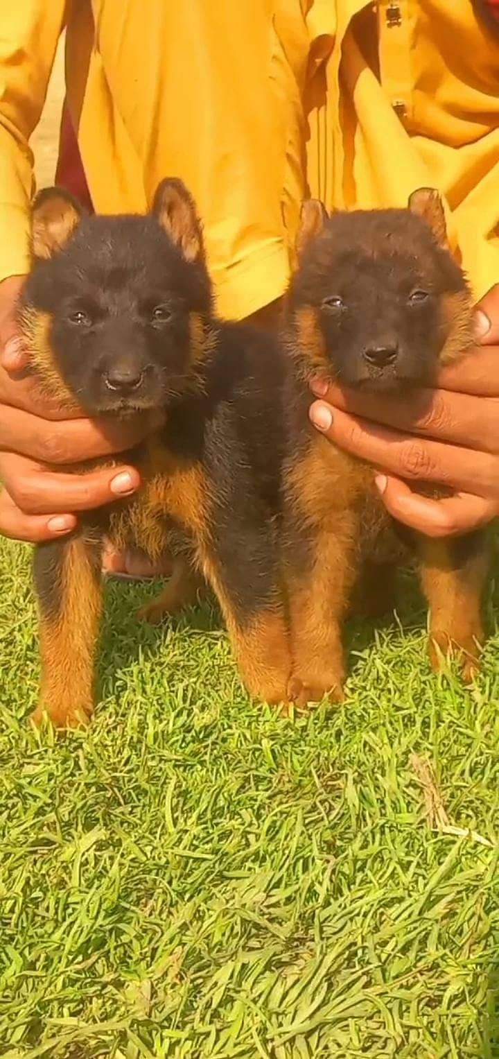 german shepherd dog / German Shepherd puppy dog 0